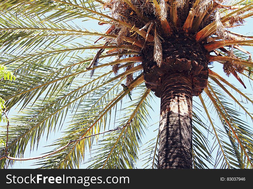 Palm tree against blue skies