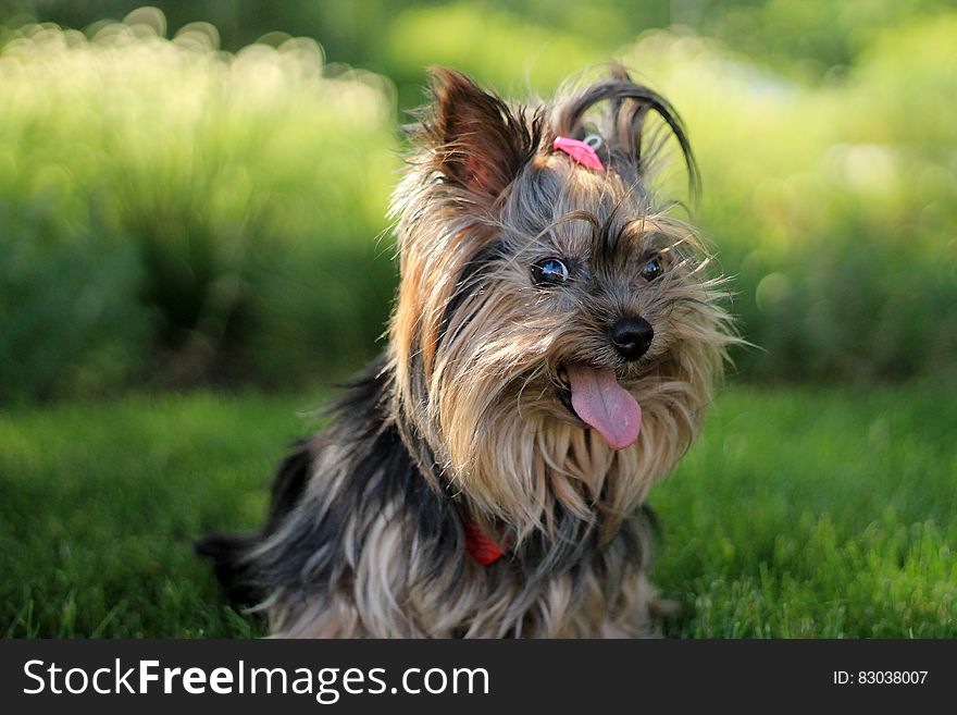 A close up of a Yorkshire terrier on green grass.