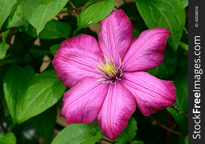 Pink 6 Petaled Flower in Bloom