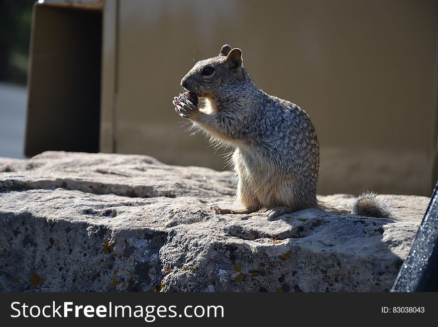 A squirrel sitting on a rock. A squirrel sitting on a rock.