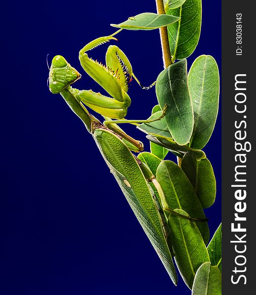 Green Praying Mantis on Green Leaf