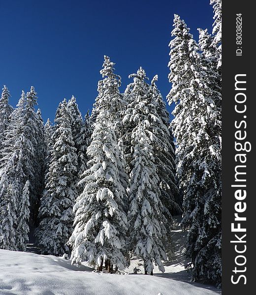 Snow Covered Green Forest Trees during Day