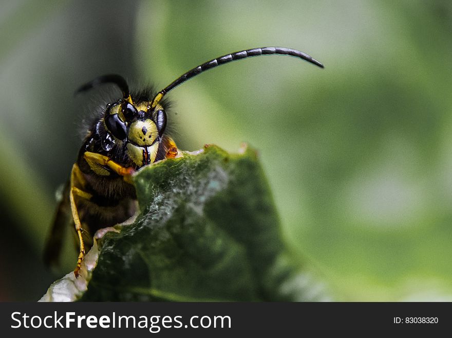 Macro close up of bee on dry leaf on sunny day. Macro close up of bee on dry leaf on sunny day.