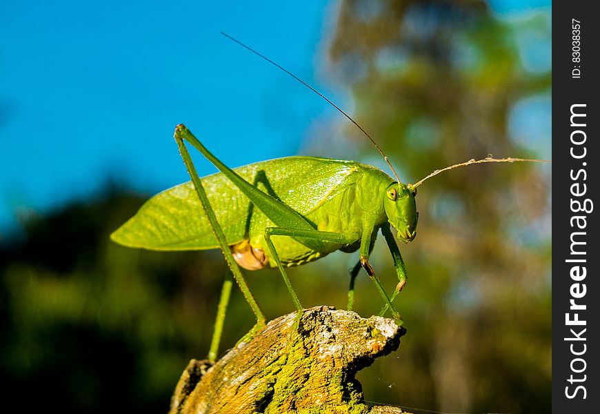 Green Grasshopper during Day Time