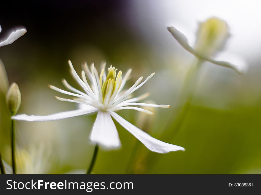 White and Yellow Petaled Flower