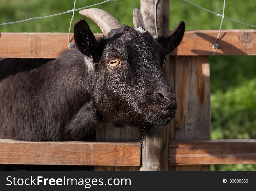 Black Goat during Daytime