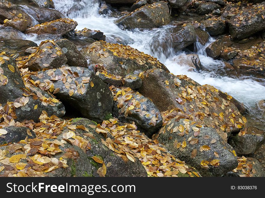 Autumn leaves on rocks in stream