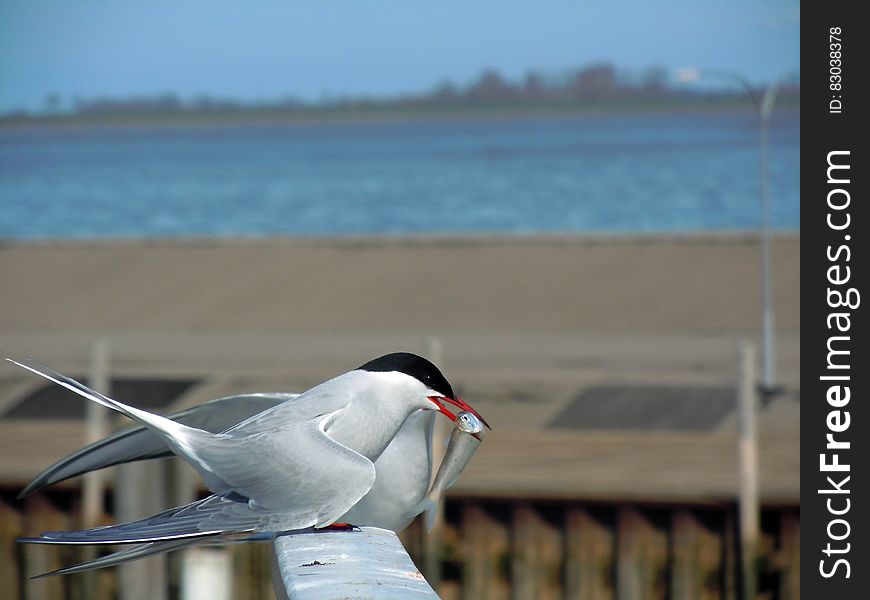 Grey Black Feathered Bird Perched On Pole