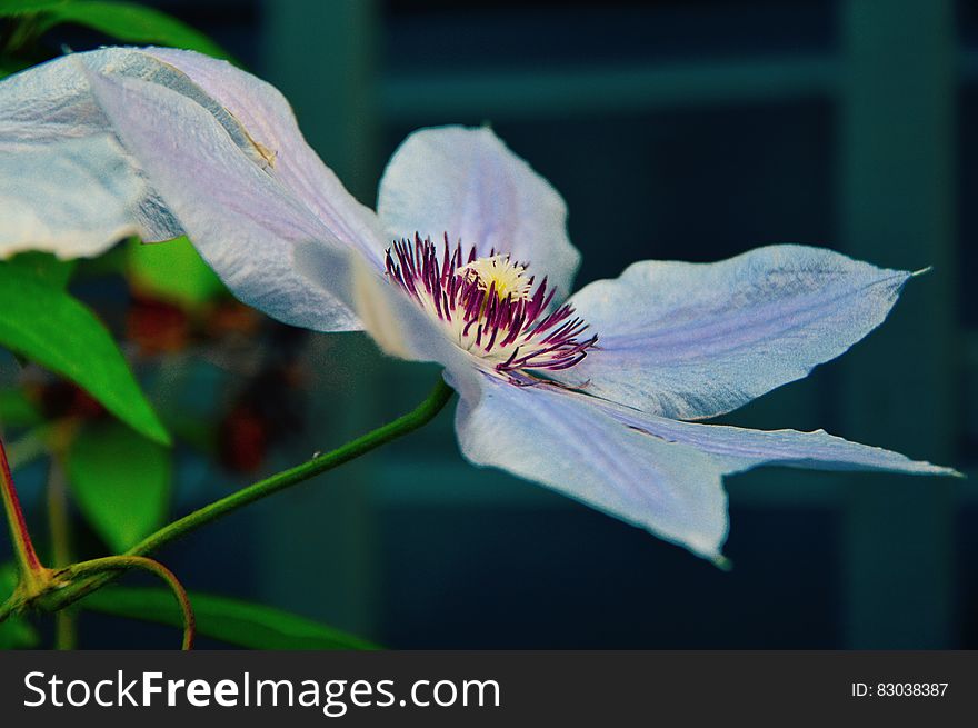 White and Purple Broad Petal Flower