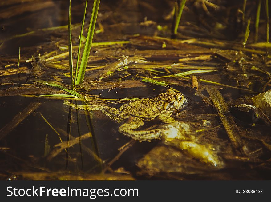 Brown Frog Beside Green Grass