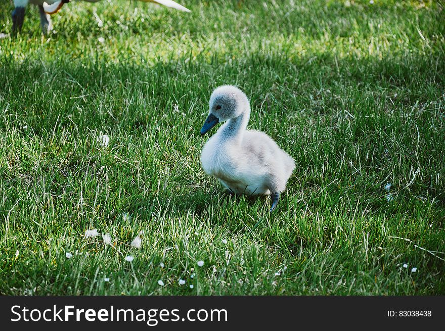 A young cygnet on green grass.