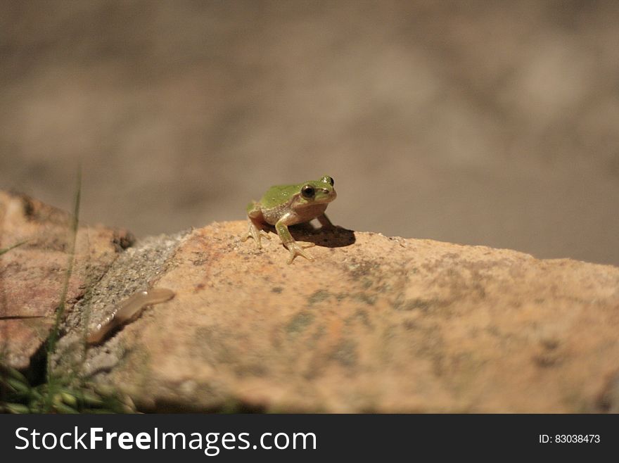 A small frog sitting on a rock in sunshine. A small frog sitting on a rock in sunshine.