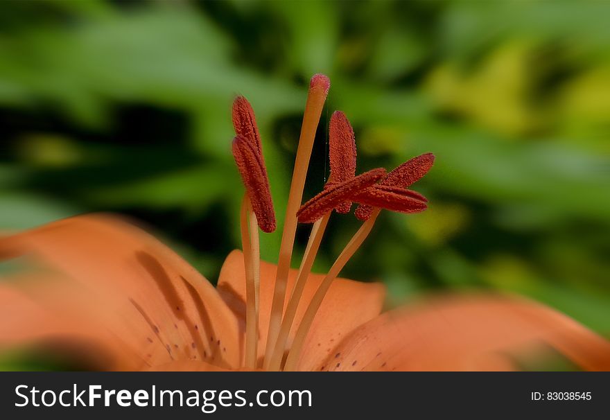 Red and Pink Flower Filament Close Up Photo