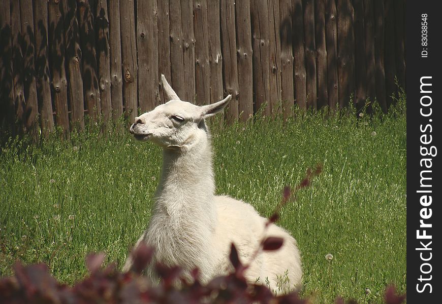 White Llama Lying on Green Grass Under Sunny Sky during Daytime