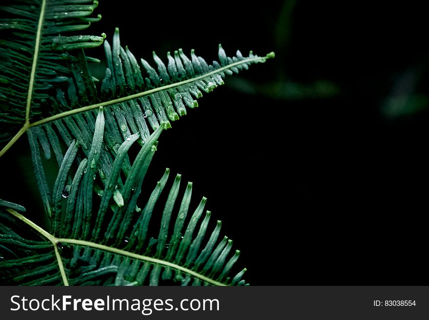 Close up of green fern fronds with dew on black. Close up of green fern fronds with dew on black.