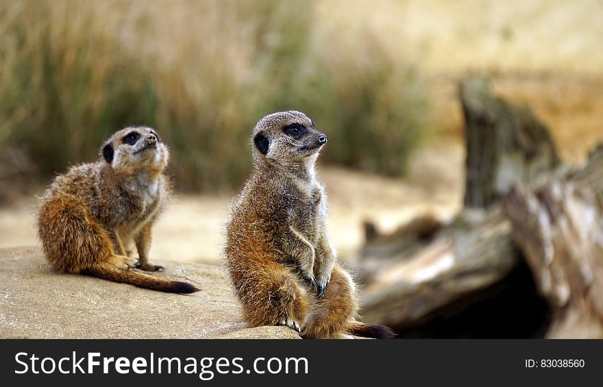 Meerkats in grasses