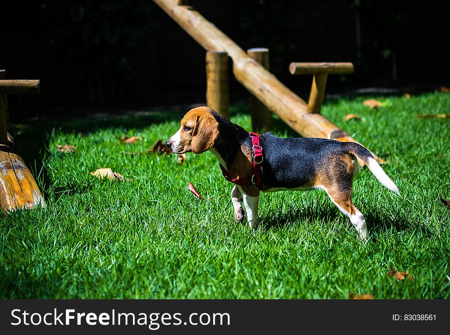 Young beagle puppy standing in green lawn on sunny day. Young beagle puppy standing in green lawn on sunny day.