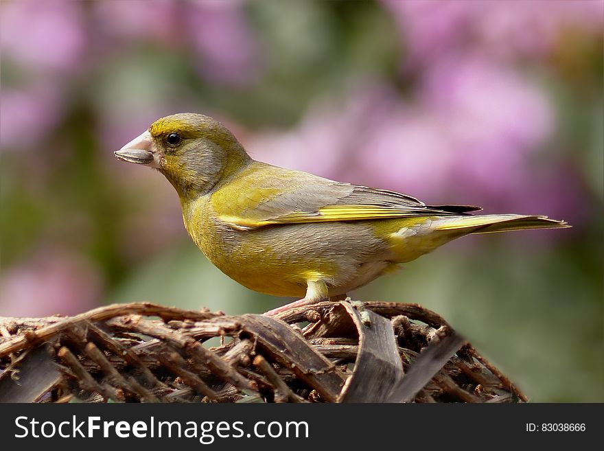Portrait of greenfinch with seed in beak on branch in sunny garden. Portrait of greenfinch with seed in beak on branch in sunny garden.