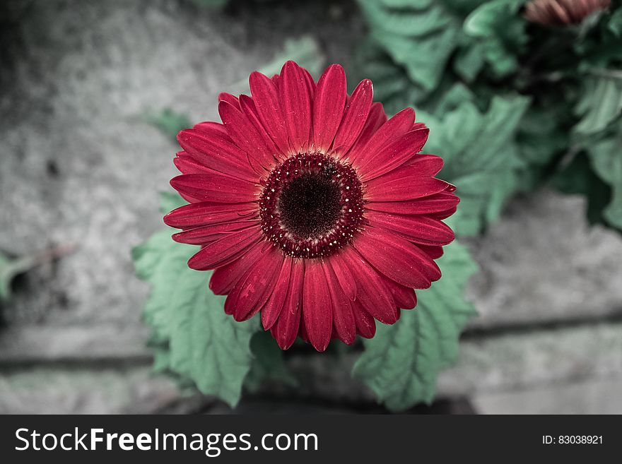 Red Daisy