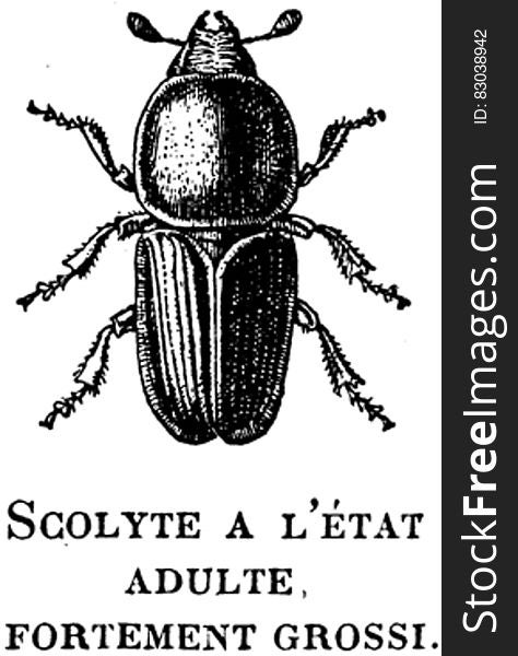 Insect, Arthropod, Organism, Beetle