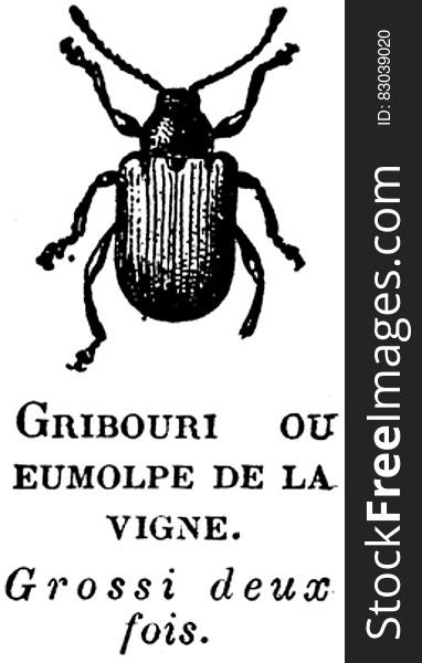 Arthropod, Insect, Font, Beetle