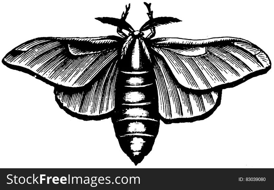 Coleoptere-001