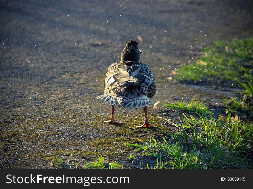 Duck on walk