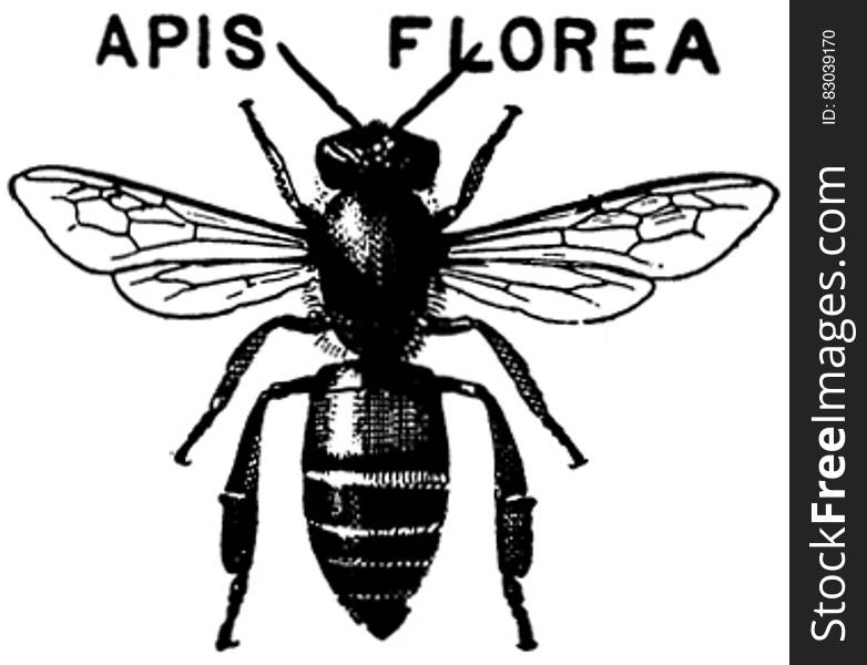 Apis-florea-OA