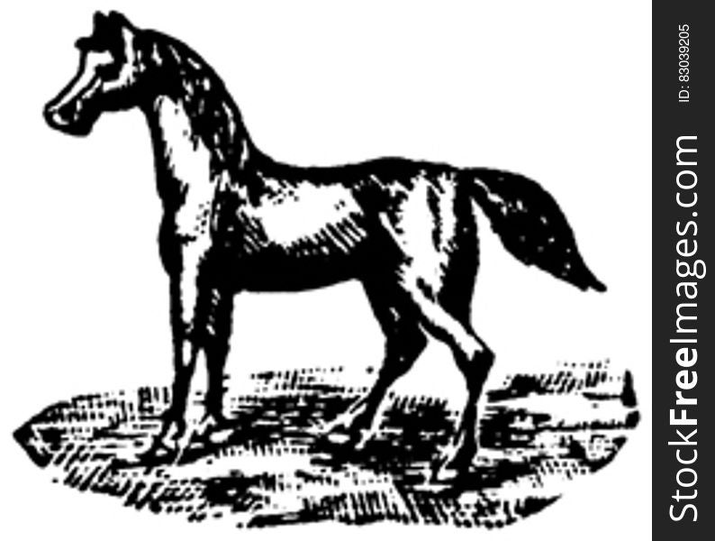 Cheval-069