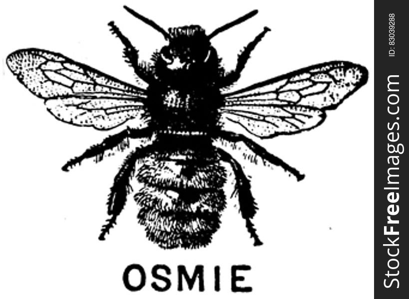 Pollinator, Arthropod, Insect, Organism