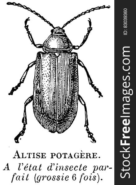 Insect, Arthropod, Beetle, Pest