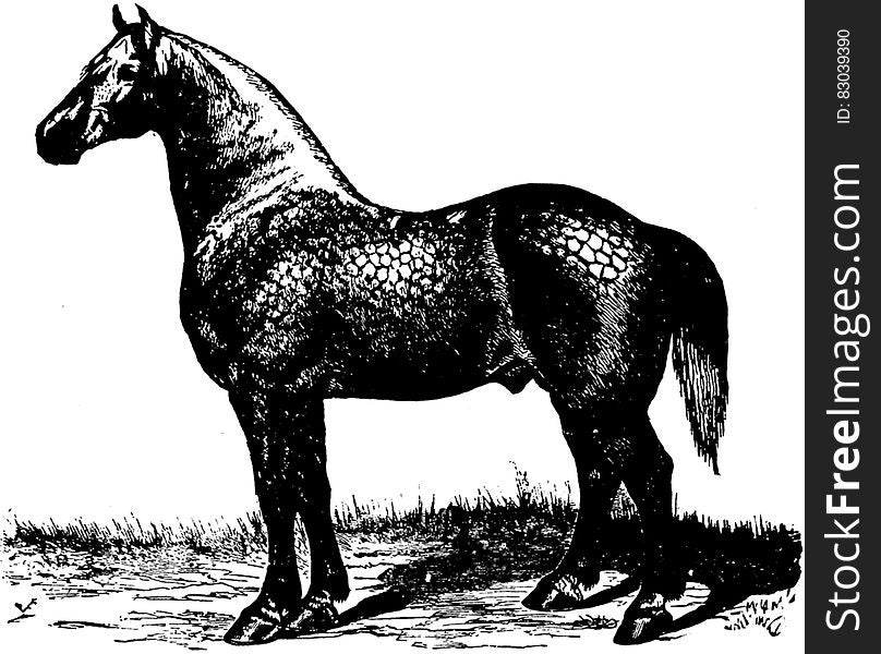 Cheval-055