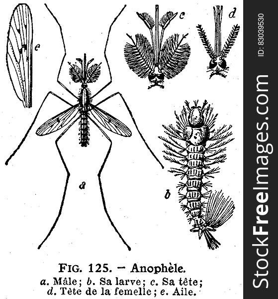 Arthropod, Insect, Organism, Gesture