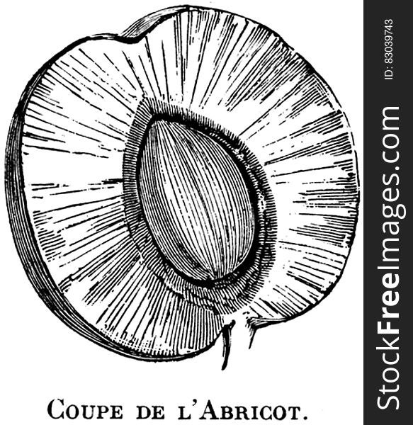 Abricot-coupe-OA