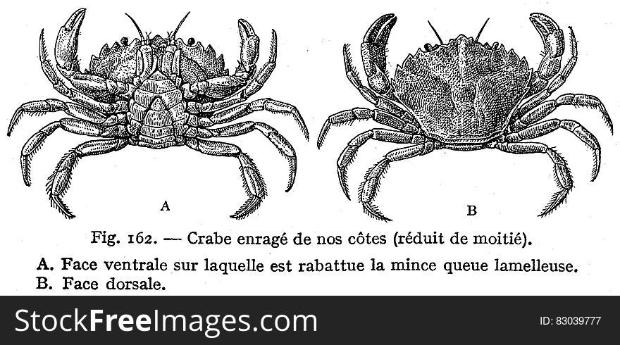 Crabe EnrageÌ