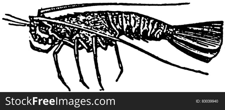 langoustine-001