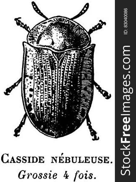Insect, Arthropod, Beetle, Organism