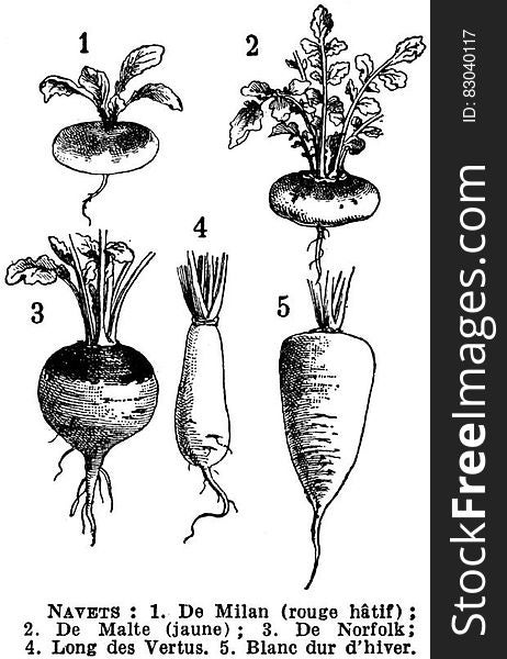 Vertebrate, Botany, Organism, Terrestrial Plant