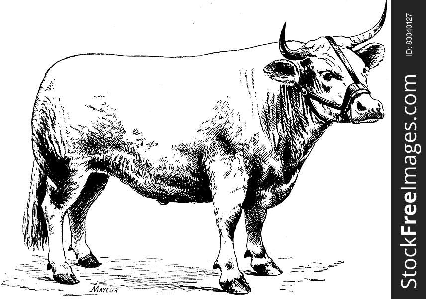 Vache-042