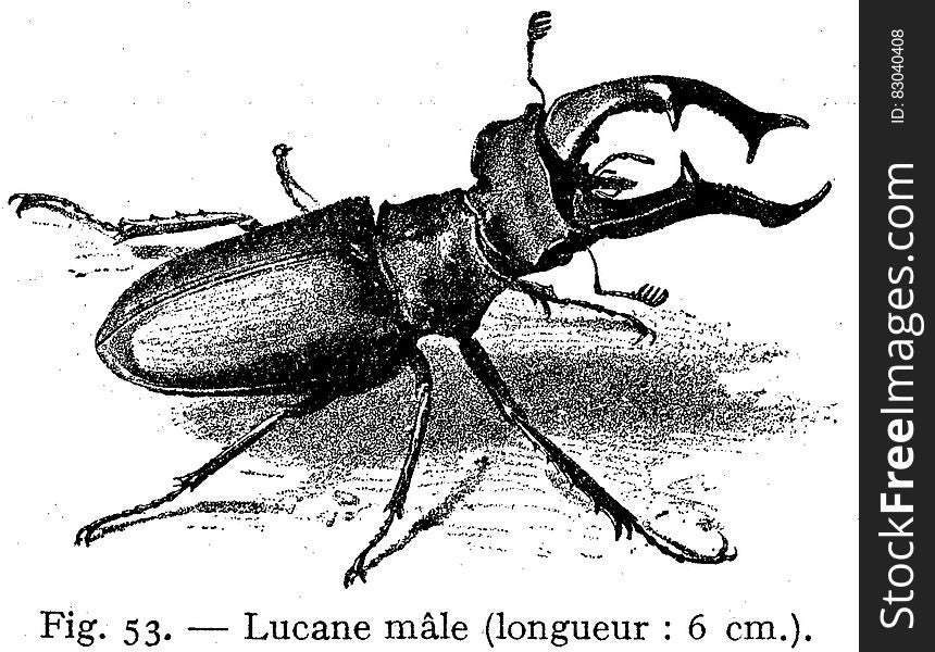 Lucane MaÌ‚le