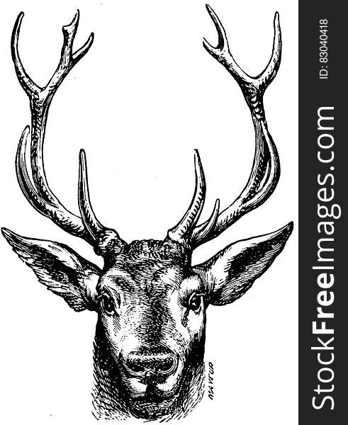 Cerf-002