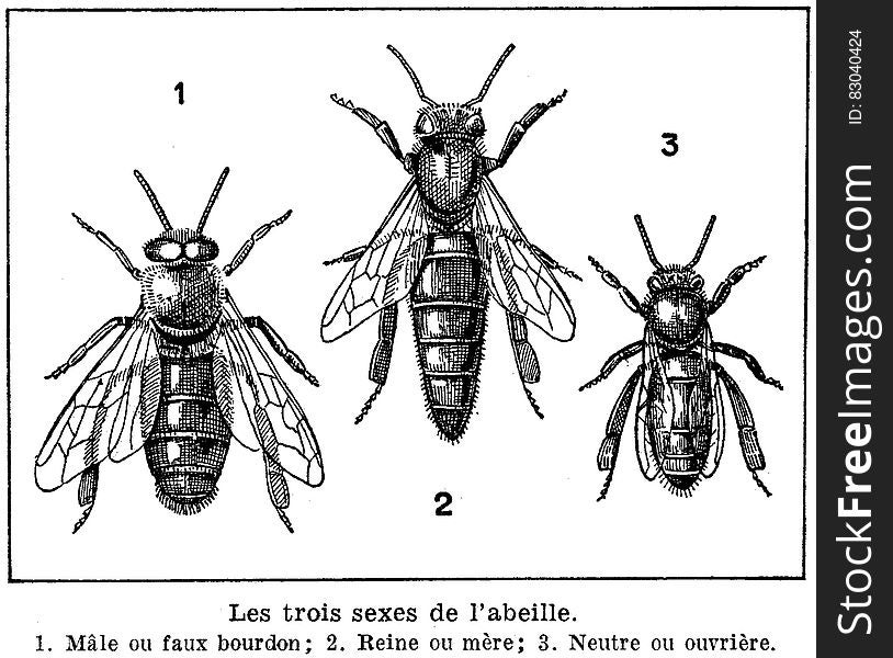 Abeille-sexes