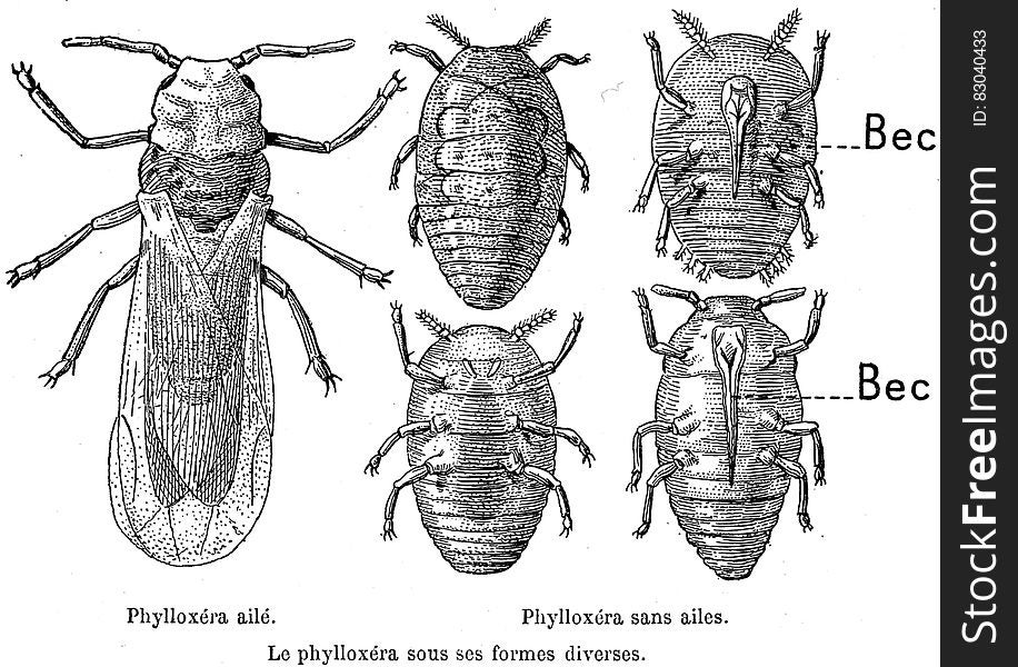 Phylloxera-001-MO