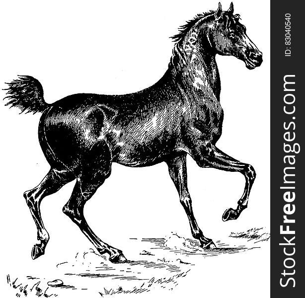Cheval-051