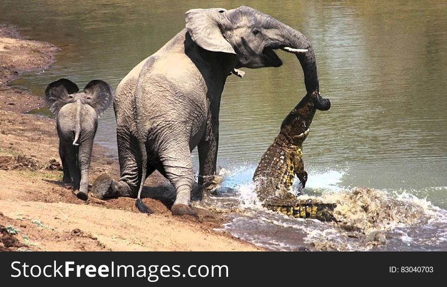 Crocodile Attacks Elephants