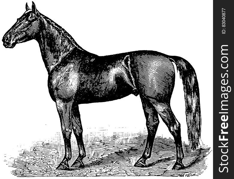 Cheval-054