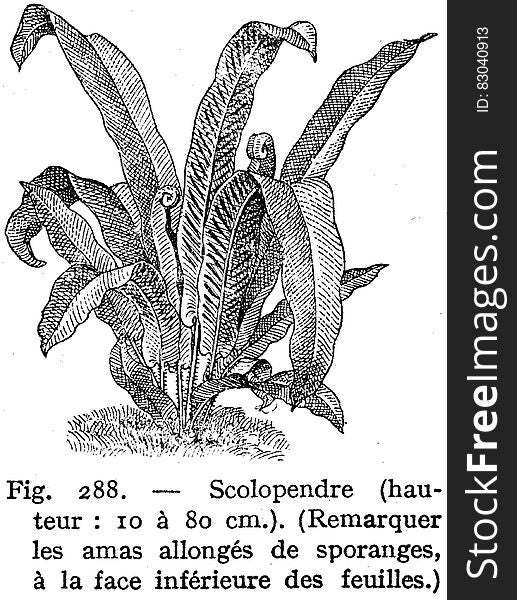 Plant, Organism, Terrestrial Plant, Font