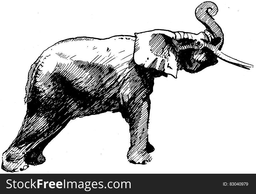 Elephant-002-AP