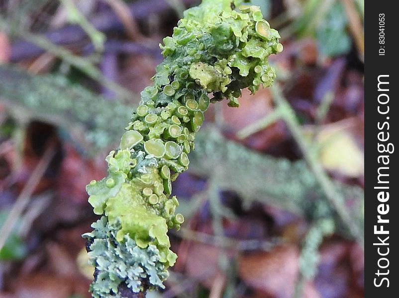 Close up of green algae growing on branch outdoors. Close up of green algae growing on branch outdoors.