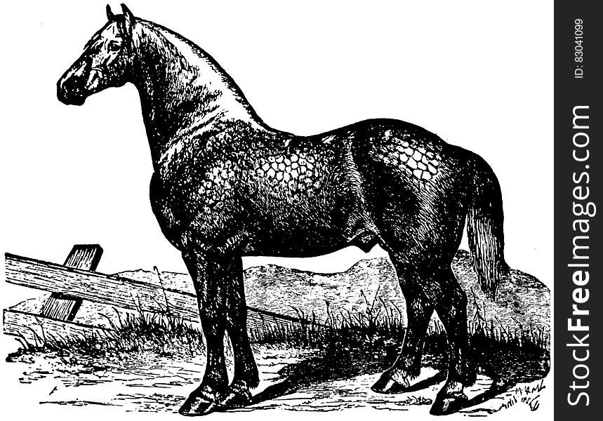 Cheval-053